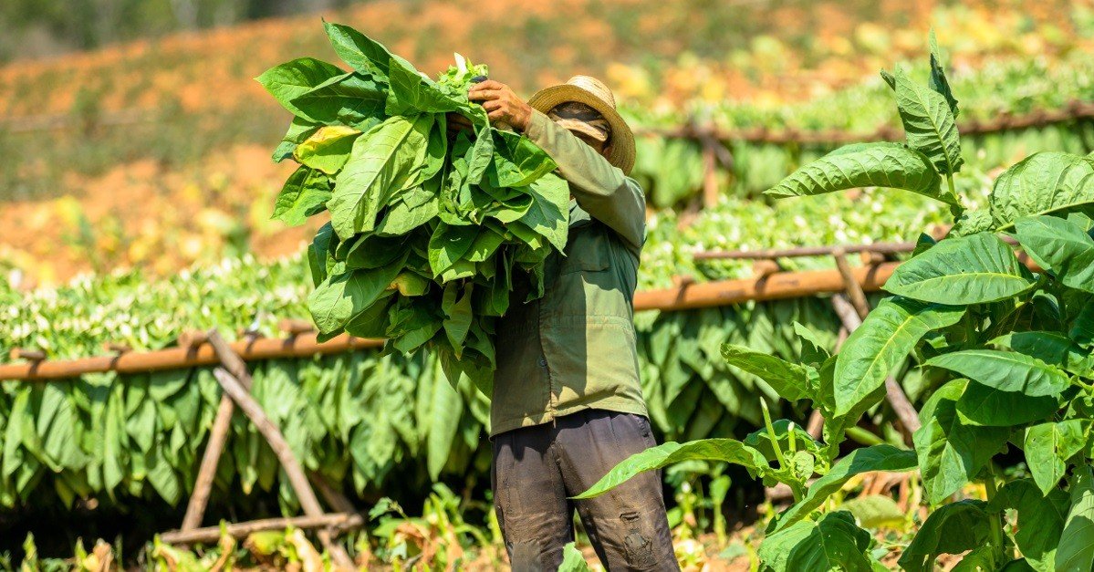 tobbacco plantation in Vinales Cuba