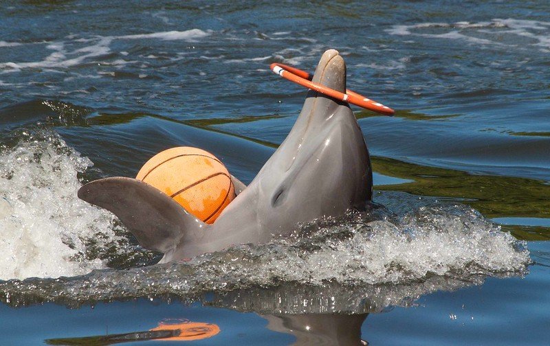 Delfin Jugando con una pelota